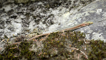A lizard Lacerta Viridis with a broken paw is sitting on a stone.