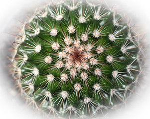 cactus from top view