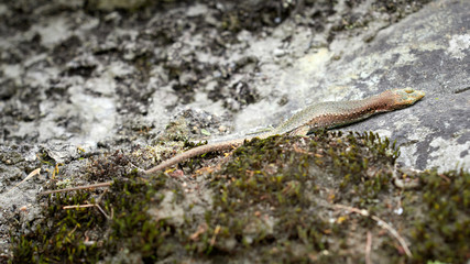 A lizard lacerta viridis with a broken paw is sitting on a stone.