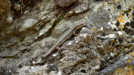 A lizard Lacerta Viridis with a broken tail sits on a stone