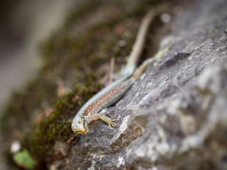 The lizard Lacerta viridis sits on a stone.