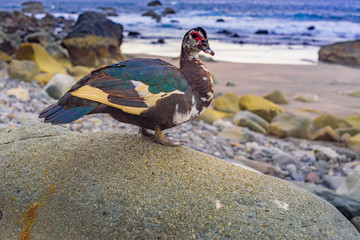 Goose on the beach Benijo. North part of Tenerife. North part of Tenerife. Canary Islands..Spain