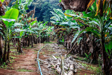 Plantação de Bananeira