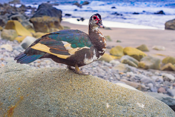 Goose on the beach Benijo. North part of Tenerife. North part of Tenerife. Canary Islands..Spain