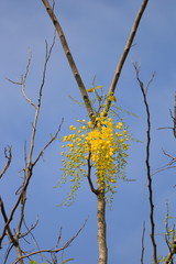 The national flower of Thailand is the flower of Ratchaphruek. Golden shower, a symbol of summer flowers will bloom throughout the summer season, Thai name called Dok Khun,