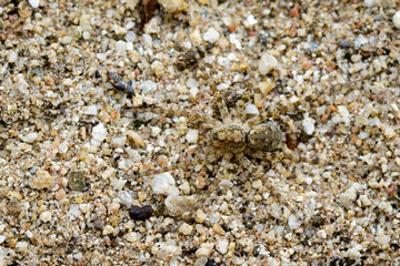 Image of River Huntress Spiders (Venatrix arenaris) on the sand. Insect. Animal
