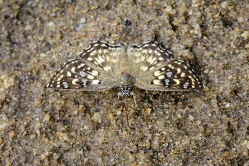 Fototapeta na wymiar Image of The Spotted Angle butterfly (Caprona agama agama) on the floor. Insect. Animal