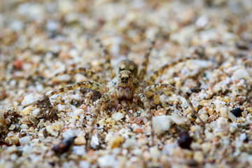 Image of River Huntress Spiders (Venatrix arenaris) on the sand. Insect. Animal