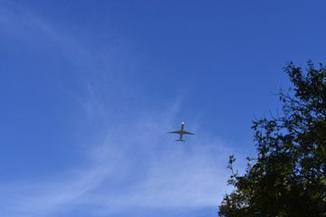The canopy of tall trees framing a clear blue sky, with the sun shining through clear blue sky with airplane flying over in between sky tree sundown.