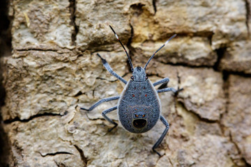 Image of Hemiptera bug on tree. Insect. Animal.