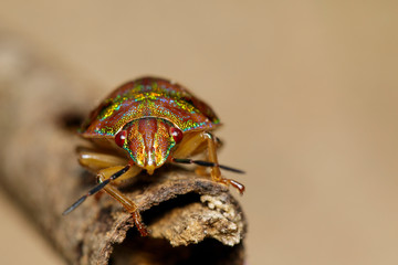 Image of beetle ladybird (Hippodamia variegata) on dry branches. Insect.  Animal.