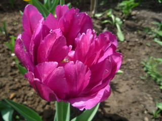 pink tulips in the garden