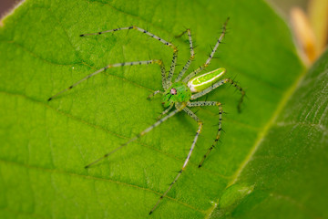 Image of Malagasy green lynx spider (Peucetia madagascariensis) on green leaf. Insect. Animal.