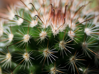 cactus close up 