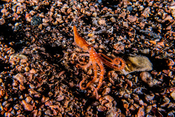 Clownfish in the Red Sea Colorful and beautiful, Eilat Israel