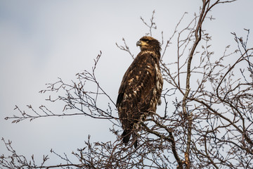 young Bald eagle perched in a tree against a bright blue sky.