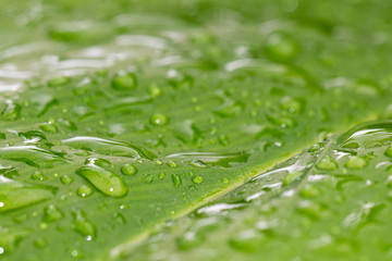 Image of beautiful green leaf with drops of water. background.