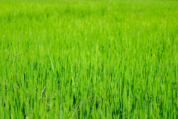 Image of rice farm, Rice field green grass. Green background