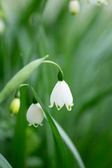Fototapeta premium スノードロップ