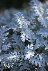 Weißfilziges Greiskraut (Senecio cineraria)