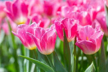 Fototapeta premium Tulip flower with green leaf background in tulip field at winter or spring day for postcard beauty decoration and agriculture concept design.
