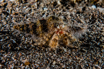 Carrier Hermit Crab in the Red Sea, Eilat Israel