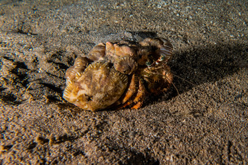 Carrier Hermit Crab in the Red Sea, Eilat Israel