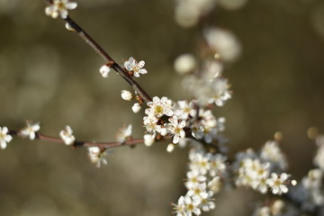 Schlehdorn-Blüten (Prunus spinosa)