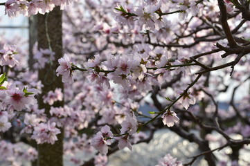 Obraz premium In full bloom in the peach blossom