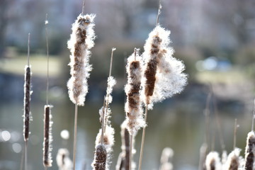 nature