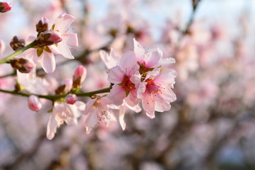 In full bloom in the peach blossom