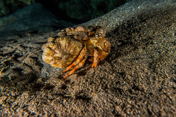 Carrier Hermit Crab in the Red Sea, Eilat Israel