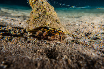 Bristled Hermit Crab in the Red Sea Colorful and beautiful, Eilat Israel