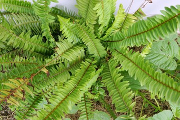 Fototapeta na wymiar Top view of ferns leaves green background, ground cover plants, Beautiful green ferns leaves in a forest (Pteridophyta, Filicophyta, Polypodiophyta) 