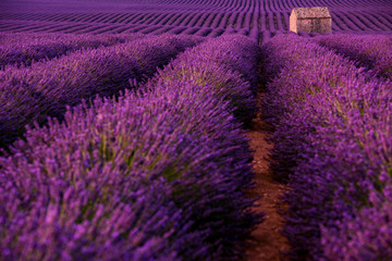 Fototapeta na wymiar stone house at lavender field