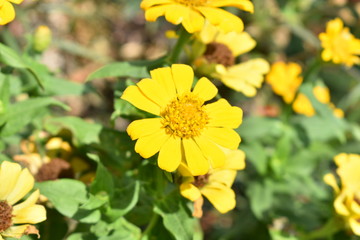 yellow flower closeup