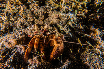 Carrier Hermit Crab in the Red Sea, Eilat Israel
