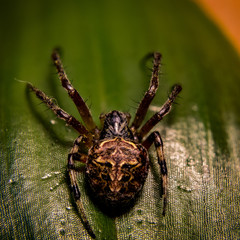 Macro fotografía de araña de campo colorida sobre hoja verde