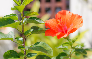 fresh blossoming orange color Hibiscus (rose mallow) Flower, cultivated as outdoor decorative or ornamental flowering houseplants. Background, Nature, Gardening, Home and Garden Decoration concept