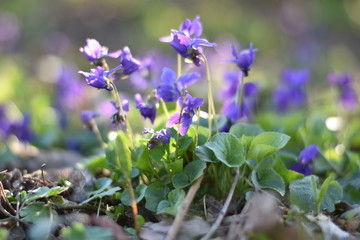 Veilchen (Viola)