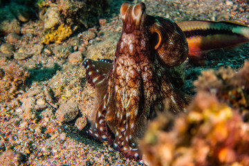 Octopus king of camouflage in the Red Sea, eilat israel 