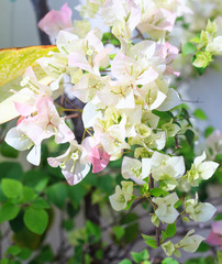 Beautiful view of white color Bougainvillea Flowers (thorny ornamental vines, bushes, and trees with flower-like spring leaves near its flowers). Natural Wild Flower in natural park or garden concept.