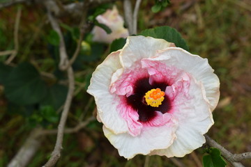 poppy flower pink white and yellow
