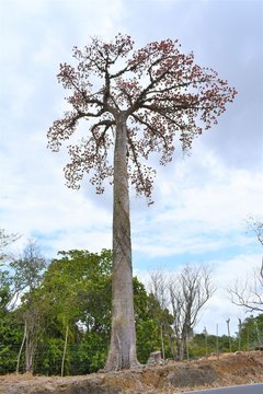 quipo tree summer colorfull
