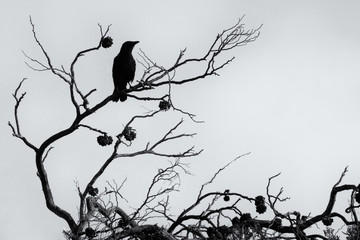 Crow in tree, high contrast, monochrome.