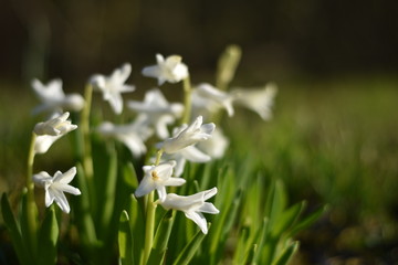 Wei&szlig;e Hyazinthen (Hyacinthus)