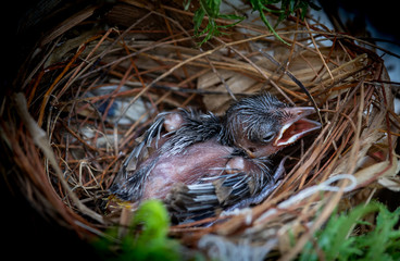 Naklejka na ściany i meble Newborn Bird Babies In Robin Nest 