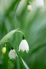 スノードロップ