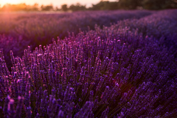 Obraz premium colorful sunset at lavender field