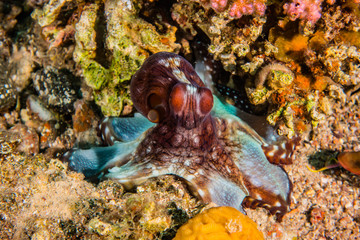 Plakat Octopus king of camouflage in the Red Sea, eilat israel 